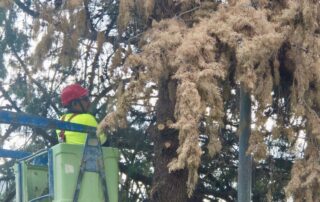 El Ayuntamiento de Lanjarón inicia la retirada de ejemplares arbóreos en mal estado para garantizar la seguridad de los vecinos