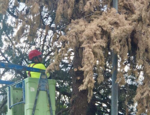 El Ayuntamiento de Lanjarón inicia la retirada de ejemplares arbóreos en mal estado para garantizar la seguridad de los vecinos